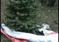 Еще один сюрприз от норд-оста: флаг под елкой