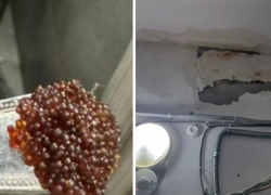 Комары, крысы и потоп в подвале: жители одного из домов Новороссийска устали от такого житья 