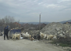 «Картина маслом»: обычный день в Новороссийске, где козы пасутся на мусорке 