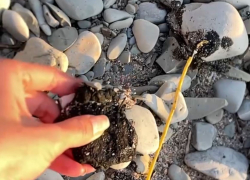 Мазут дошел до Кабардинки: нефтепродукты всплывают со дна Черного моря 