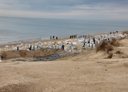 Правда или фейк: жителям Анапы заплатят деньги из-за разлива нефти 