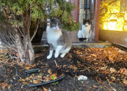 В Новороссийск вернулась зима