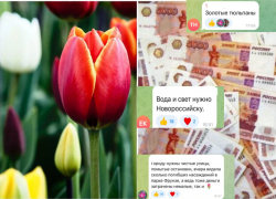 Новороссийцы раскритиковали мэрию за покупку "золотых" тюльпанов 