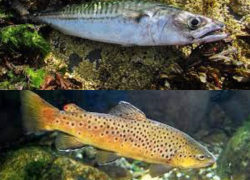 Жирная рыба Черного моря может продлить новороссийцам жизнь