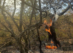 В Новороссийске сохраняется высокая пожароопасность
