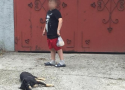  В Новороссийске профессионально отстреливают собак ядом на виду у всех