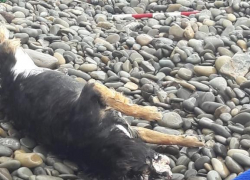 Первая утопленница купального сезона всплыла прямо на пляже 