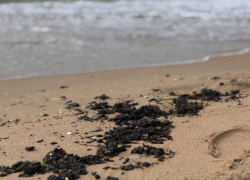 Мазут снова выбросило на берега Анапы: к Черному морю прибыла большая колонна спецтехники от МЧС