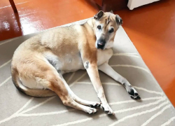 Новороссийск, внимание! Пропала 14-летняя собака по кличке Плюша