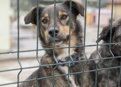В Новороссийске могут начать усыплять собак в приютах спустя месяц передержки