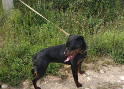 Опасного и агрессивного ротвейлера без присмотра обнаружили новороссийцы 
