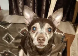 Песик мечтает вернуться домой: в Новороссийске ищут владельцев собаки