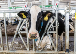 Если вы еще не вкурсе: в Новоссийске резко подешевела местная «молочка», особенно творог и масло