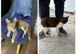 Кошки пропали с передержки у новороссийского волонтера
