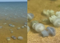 Страх и ужас у берегов Азовского моря: огромные медузы больно жалят туристов