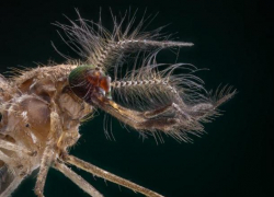 Новороссийску угрожают комары с менингитом