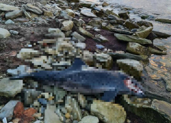 Видео не для слабонервных: недалеко от Новороссийска массово гибнут дельфины