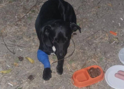 Пятёрочка бродит по Новороссийску с опухшей лапой совсем одна