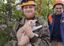 До смерти испуганного кота выручили спасатели в Новороссийске