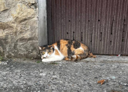 Испуганная домашняя кошка из Новороссийска ждёт хозяев 