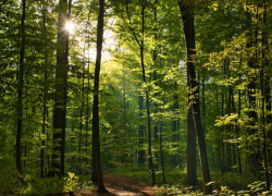 Сотрудники новороссийского лесничества сегодня принимают поздравления с профессиональным праздником