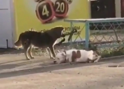 Чушь собачья: нашумевшее видео про собак не относится к Новороссийску