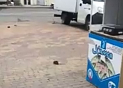 По центральным улицам Новороссийска бегают огромные крысы