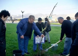 Новороссийская набережная становится ещё зеленее: высажено 20 молодых лип