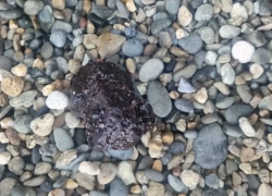 На пляже "Кристалл" заметили мазут и мертвых птиц