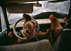 Новый год в Новороссийске начался с эпичных преступлений