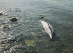 Смерть дельфинов на всем побережье от Анапы до Адлера никто не исследует 