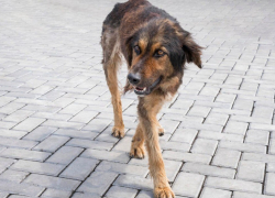 Собачий вопрос стал денежным: за укусы бродячих псов новороссийцам будут платить из казны