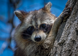 На Кубани продолжается сезон охоты: енотов будут отстреливать без ограничений 