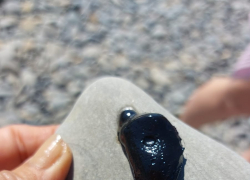 Туристов и новороссийцев на пляжах в начале сезона встретили нефтепродукты