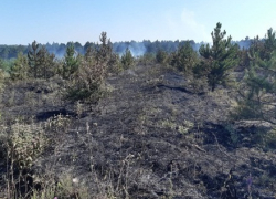 Молодой лес горел в Новороссийске