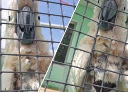 "Выщипаны перья, огромная рана!": что происходит с попугаем из парка живой природы в Натухаевской 