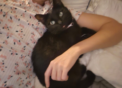 Жительница Новороссийска нашла свою пропавшую кошку на операционном столе спустя год