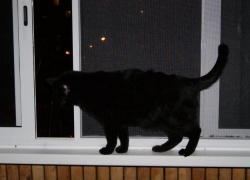 Из-за кота насмерть разбилась женщина в Новороссийске