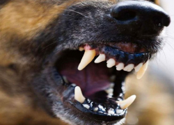 Во время эпидемии в Новороссийске взбесились собаки