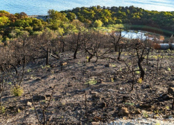 Лес в Дюрсо начали восстанавливать после "мегапожара" 