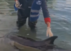 В Черном море спасают дельфина: срочно нужна помощь