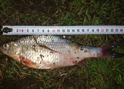 Рыбак не смог воспользоваться удачным уловом