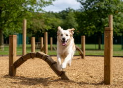 Сочинские собачники требуют мест для выгула: в городе-курорте их нет. А что с этим в Новороссийске