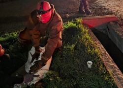 Собаку сбил автомобиль: о чудесном спасении пса в Новороссийске