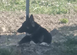 Хатико из Новороссийска: брошенный, голодный пес ждет своего хозяина 