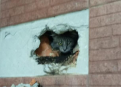 Новороссийские спасатели вызволили кота из печной трубы