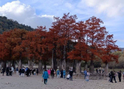 Туристы "атакуют" Кипарисовое озеро и топчут корни деревьев 