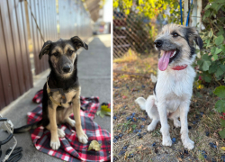 В Новороссийске щенков выбросили на железнодорожные пути: судьба у них незавидная