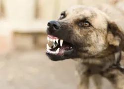 Стая домашних собак напала на двух девушек в Новороссийске: тетя пострадавших требует справедливости 