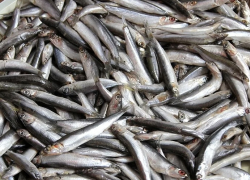 Когда на рынках Новороссийска появится свежая хамса 